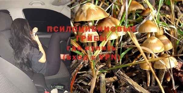 ПСИЛОЦИБИНОВЫЕ ГРИБЫ Горняк